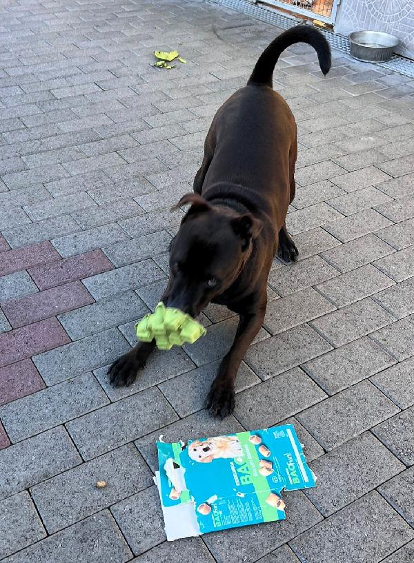 NIGEL CERCA FAMIGLIA Foto 7